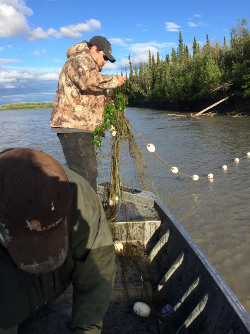 Value Of Salmon to Yukon River Communities Yukon River Drainage